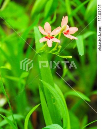 東京板橋區赤塚植物園內盛開的蒙布蕾蒂亞 81103995