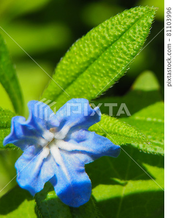 東京板橋區赤塚植物園的螢火蟲一郎 81103996