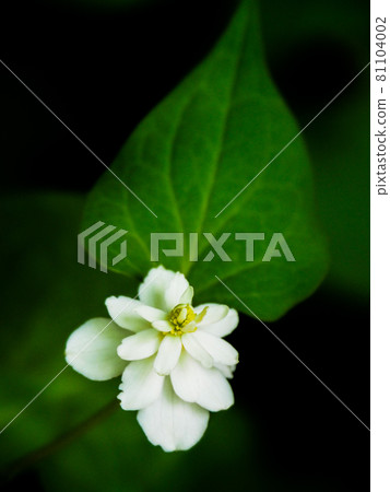 Yaedokudami blooming in Akatsuka Botanical Garden, Itabashi-ku, Tokyo Yaedokudami blooming in Akatsuka Botanical Garden, Itabashi-ku, Tokyo 81104002