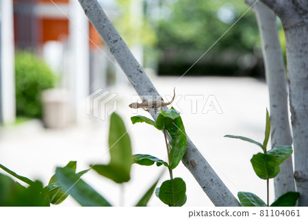 House lizard on tree, focus selective House lizard on tree, focus selective 81104061