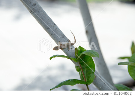 House lizard on tree, focus selective House lizard on tree, focus selective 81104062