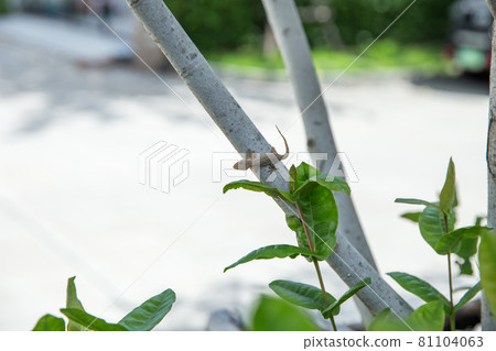 House lizard on tree, focus selective House lizard on tree, focus selective 81104063