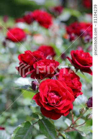 Toyota City Nishiyama Park Rose Garden 81104239