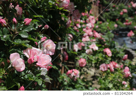 Toyota City Nishiyama Park Rose Garden 81104264