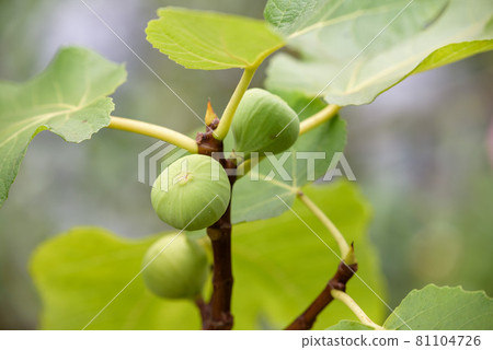 The young fruit of FIG. 81104726