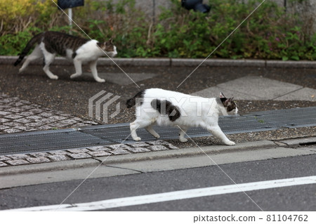 Two stray cats 81104762