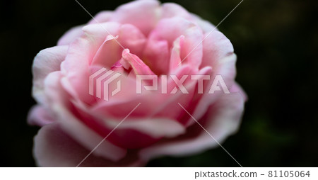 大阪府永井植物園 玫瑰 81105064