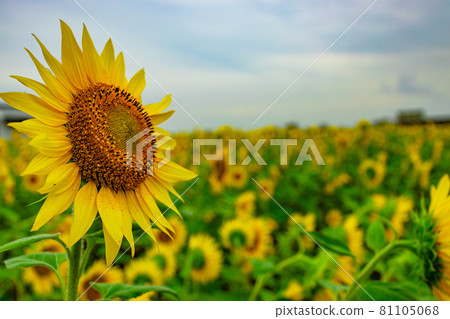 Sunflower field Sunflower field 81105068