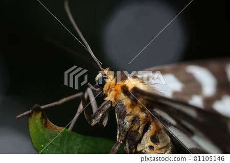 Ume Edakashu 81105146