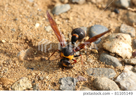 Wasp collecting nest material 81105149