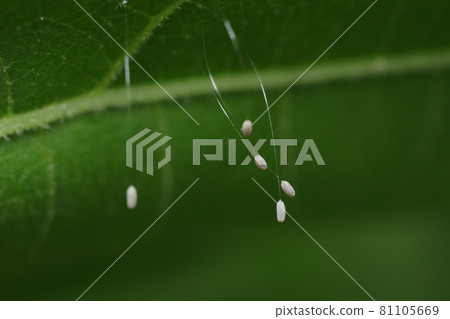 Lacewing eggs (Udonge, Udonga) 81105669