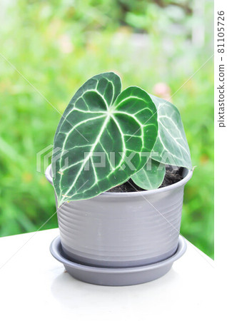 Anthurium clarinervium, Anthurium crystallinum or Anthurium hybrid Anthurium clarinervium, Anthurium crystallinum or Anthurium hybrid 81105726