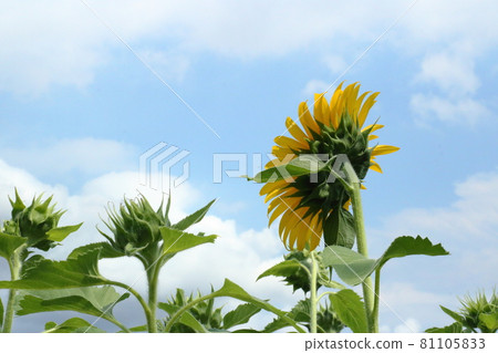 Summer Japanese tradition: back view of sunflowers in a sunflower field facing the blue sky, white clouds and sky Summer Japanese tradition: back view of sunflowers in a sunflower field facing the blue sky, white clouds and sky 81105833