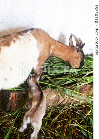 Close-up of feeding goats at the petting zoo. Young and old animals live in one enclosure. Sheep and goats in one place. Feeding sedge. Iron the ungulates. 81105952