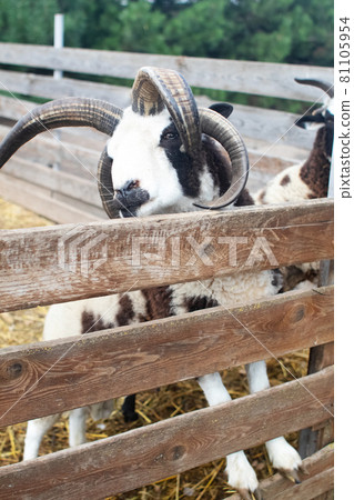 Close-up of sheep jacob, who looks into the frame and makes a baa sound at the end of the video. The sounds of other sheep are heard in the background. Contact farm. An animal with four horns. 81105954