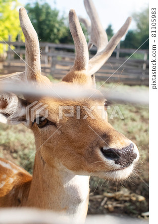 Close-up of a deer at the petting zoo. Feeding the animal with goodies. Tamed and domesticated wild artiodactyla. Young and fluffy horns. The animal's eyes look from behind the cage. Close-up of a deer at the petting zoo. Feeding the animal with goodies. Tamed and domesticated wild artiodactyla. Young and fluffy horns. The animal's eyes look from behind the cage. 81105983