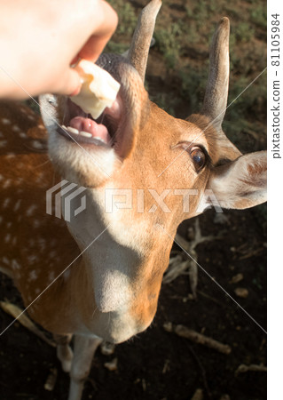 Close-up of a deer at the petting zoo. Feeding the animal with goodies. Tamed and domesticated wild artiodactyla. Young and fluffy horns. The animal's eyes look from behind the cage. 81105984