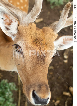 Close-up of a deer at the petting zoo. Feeding the animal with goodies. Tamed and domesticated wild artiodactyla. Young and fluffy horns. The animal's eyes look from behind the cage. Close-up of a deer at the petting zoo. Feeding the animal with goodies. Tamed and domesticated wild artiodactyla. Young and fluffy horns. The animal's eyes look from behind the cage. 81105990