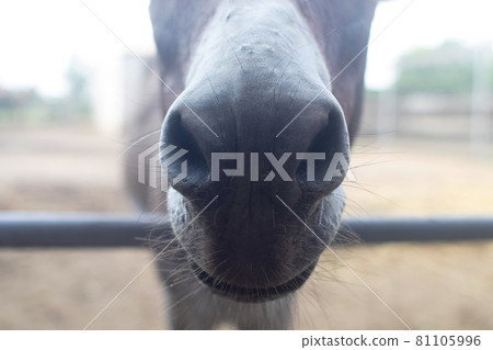 Close-up of a donkey in captivity. Contact zoo. Feeding animals by visitors to the menagerie. Donkey cabbage. The muzzle and jaws of the ungulate are visible in close-up Close-up of a donkey in captivity. Contact zoo. Feeding animals by visitors to the menagerie. Donkey cabbage. The muzzle and jaws of the ungulate are visible in close-up 81105996