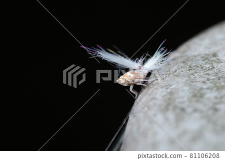 Larva of Amigasa Hagoromo 81106208