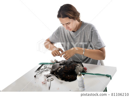 caponize the rooster 81106210