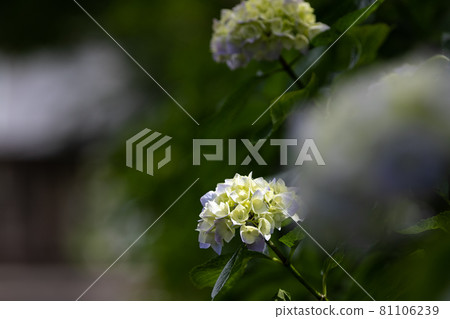 Hydrangea flowers in early summer, Tako Town, Chiba Prefecture, Japan Hydrangea flowers in early summer, Tako Town, Chiba Prefecture, Japan 81106239