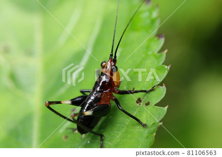 Sasakiri (larva) 81106563