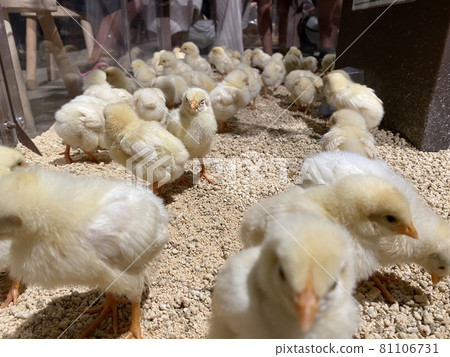 A herd of chicks to experience with their children 81106731