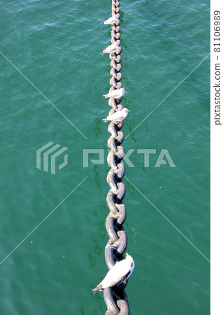 港口風景:海鷗在鏈上一字排開 垂直位置 港口風景:海鷗在鏈上一字排開 垂直位置 81106989
