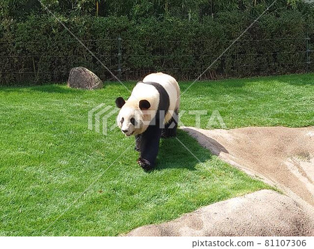 一隻大熊貓在白濱動物園的草坪上散步 81107306