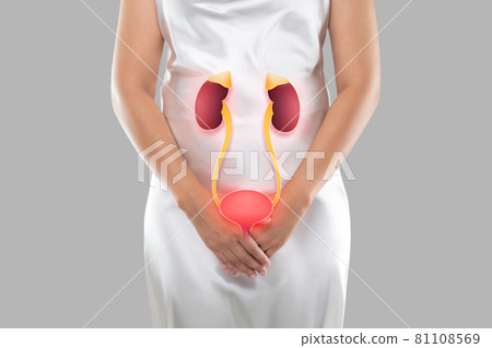 Bladder and kidneys 81108569
