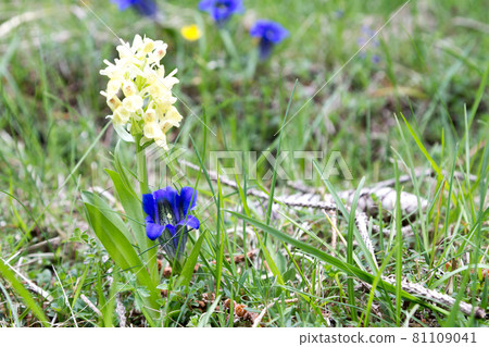Gentian flowers on green meadow. Blue flower detail 81109041