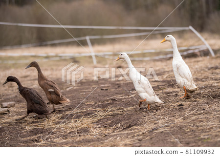 group of geese walking around yard and garden group of geese walking around yard and garden 81109932
