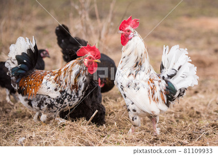 Roosters and hens walking around the poultry yard 81109933