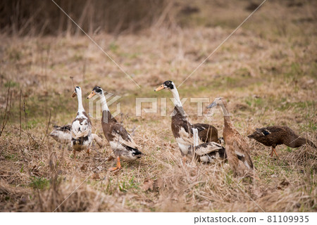 group of geese walking around yard and garden 81109935