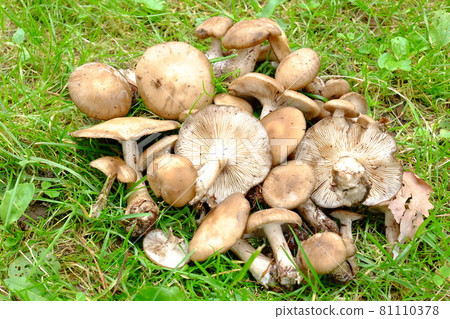 大自然的祝福 81110378