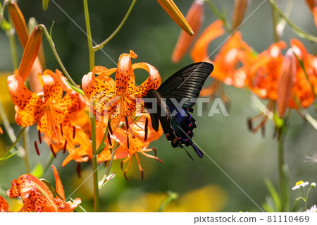 紅冠燕尾蝴蝶吮吸百合花的花蜜 81110469