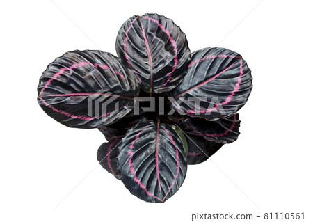 Calathea Roseopicta 'Dottie' Plant on white background. 81110561