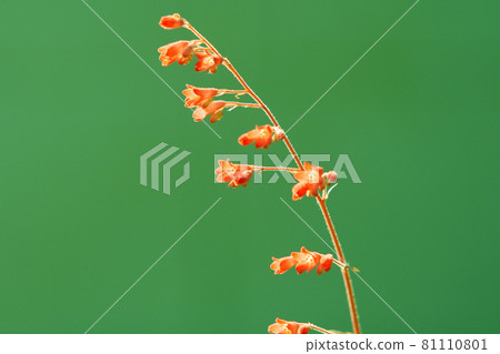 胡克拉花盛開在花園裡 81110801