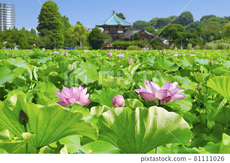 東京上野公園不忍池蓮花 81111026