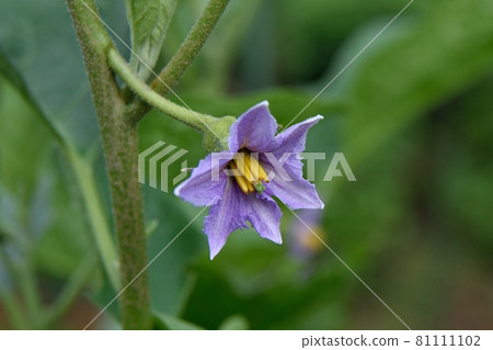 White eggplants 81111102