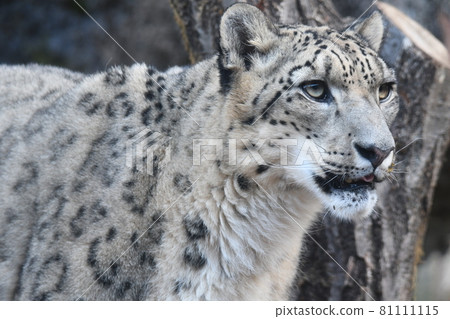 Snow leopard 102 81111115
