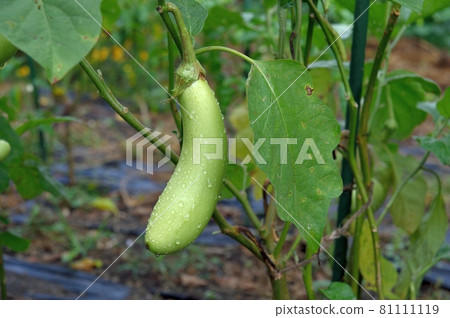 White eggplant 81111119