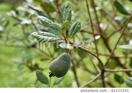 Feijo的果實 Feijo的果實 81111141