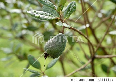 Feijo的果實 Feijo的果實 81111145