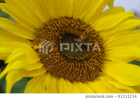 向日葵拼布 81111214