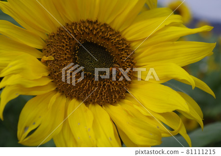 向日葵拼布 81111215