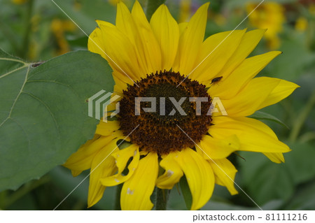 向日葵拼布 向日葵拼布 81111216