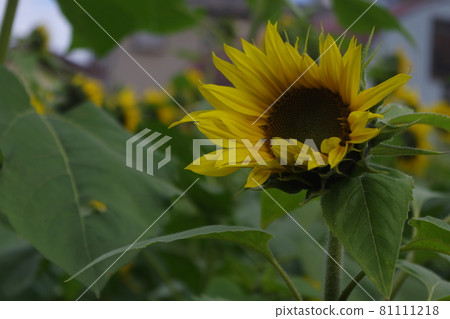 向日葵拼布 81111218