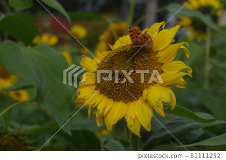 Sunflower patchwork 81111252